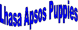 Lhasa Apso Puppies