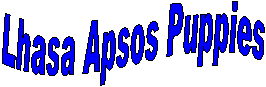 Lhasa Apso Puppies