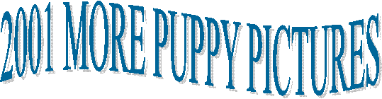 MORE PUPPY PICTURES